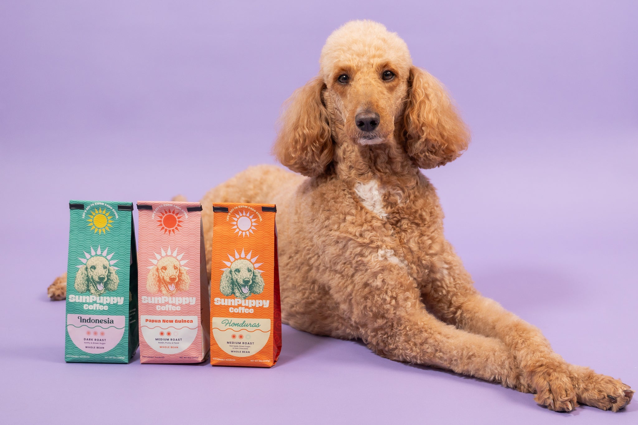Poodle sitting next to three colorful coffee bags on a purple background